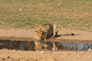 Cheetah