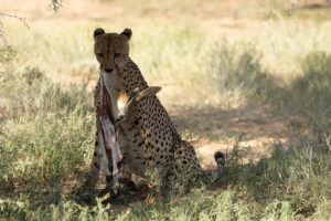 Cheetah