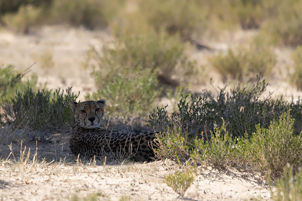 Cheetah