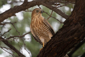 Gabar Goshawk