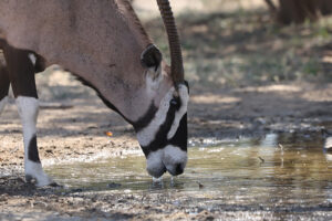 Gemsbok