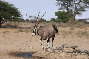 Gemsbok