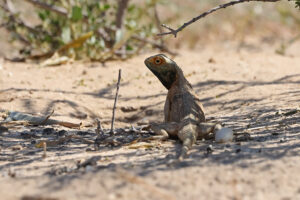 Ground Agama