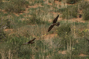 Lanner Falcon