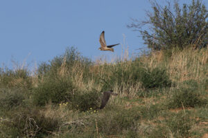 Lanner Falcon