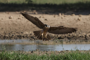 Lanner Falcon