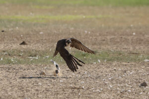 Lanner Falcon