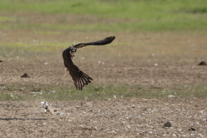 Lanner Falcon