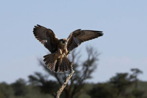 Lanner Falcon