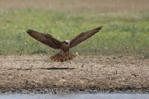 Lanner Falcon