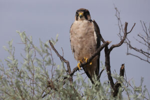 Lanner Falcon