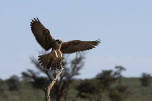 Lanner Falcon