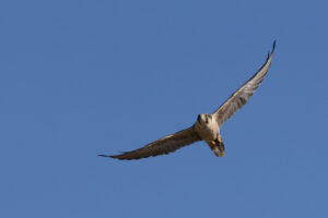 Lanner Falcon