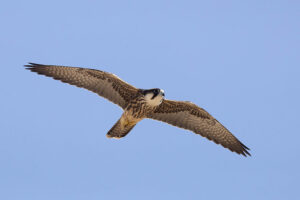 Lanner Falcon