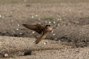 Lanner Falcon