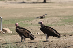 Lappet Faced Vulture