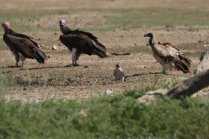 Lappet Faced Vulture