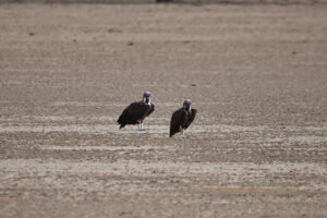 Lappet Faced Vulture