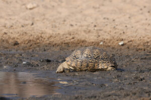 Leopard Tortoise