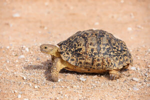 Leopard Tortoise