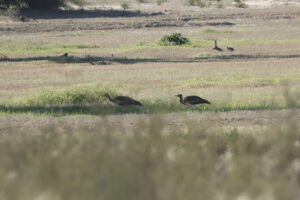 Ludwigs Bustard