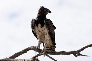 Martial Eagle