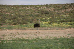 Ostrich