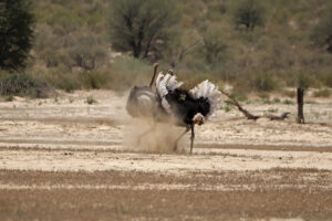 Ostrich