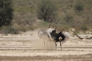 Ostrich