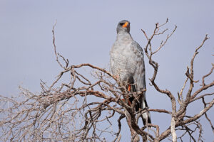 Pale Chanting Goshawk