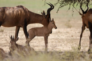 Red Hartebeest