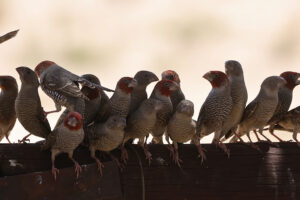 Red Headed Finch