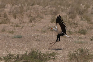 Secretary Bird