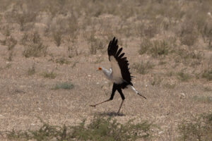 Secretary Bird