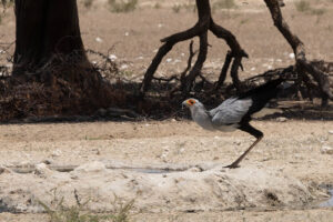 Secretary Bird