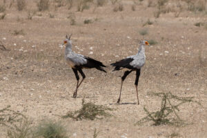 Secretary Bird