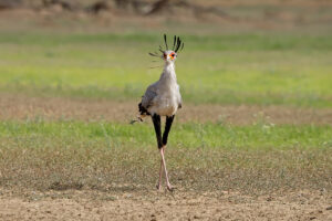 Secretary Bird