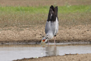 Secretary Bird