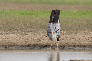 Secretary Bird