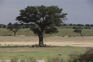 Secretary Bird