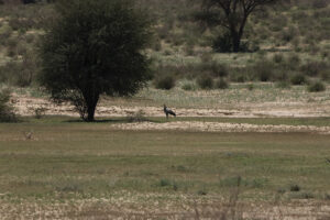 Secretary Bird