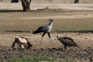 Secretary Bird