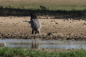 Secretary Bird