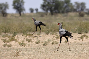 Secretary Bird