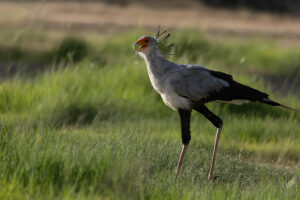 Secretarybird