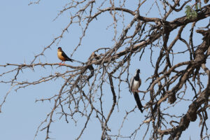 Shaft Tailed Whydah