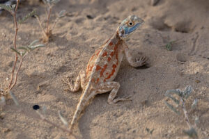 Southern Ground Agama