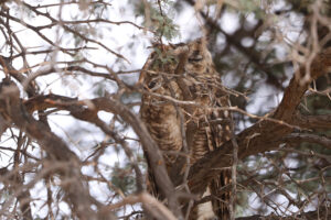 Spotted Eagle Owl