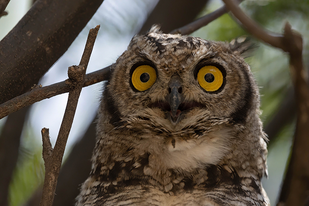 Spotted Eagle Owl