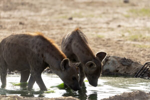 Spotted Hyena